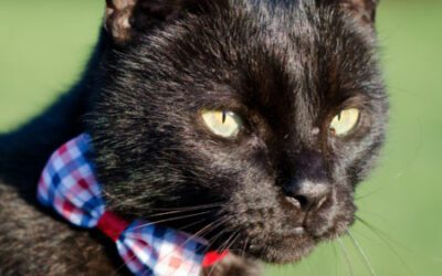 My Cat is Selling Real Estate–Why?