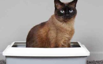 What Smells? It’s Your Real Estate Transaction