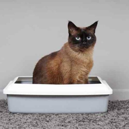 What Smells? It’s Your Real Estate Transaction