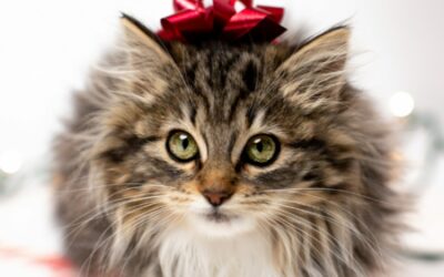 The Closing Gift: Spend $0 or $20,000?