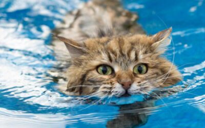 Zero-Coverage Insurance–Do You Have It?